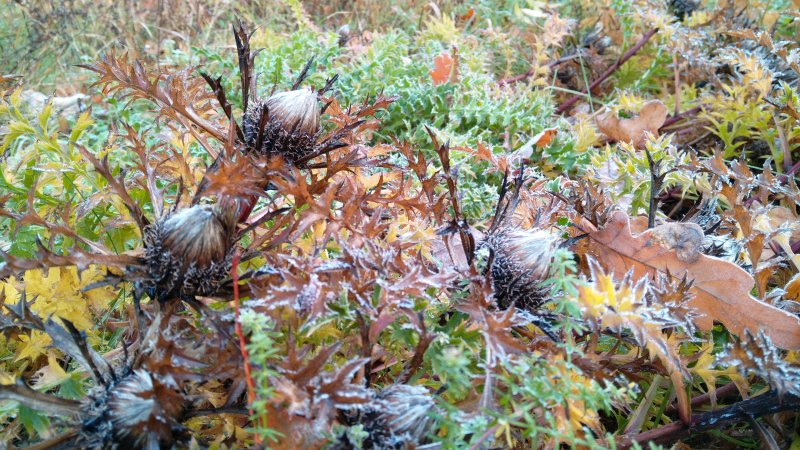 Carlina acaulis var simplex Alpine Carline Thistle /